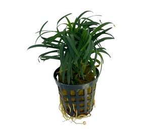 Wasserpflanze Ophiopogon Kyoto