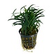 Wasserpflanze Ophiopogon Kyoto Wasserpflanze Ophiopogon Kyoto