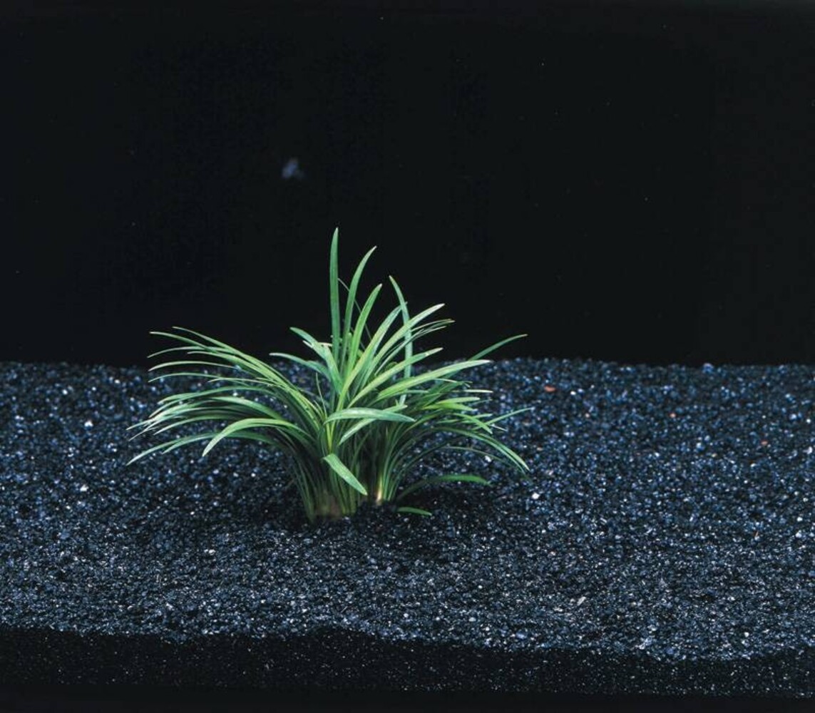 Wasserpflanze Ophiopogon Kyoto Wasserpflanze Ophiopogon Kyoto