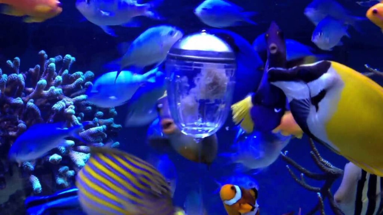 Superfish Weidepod Futterspender Superfish Weidepod Futterspender