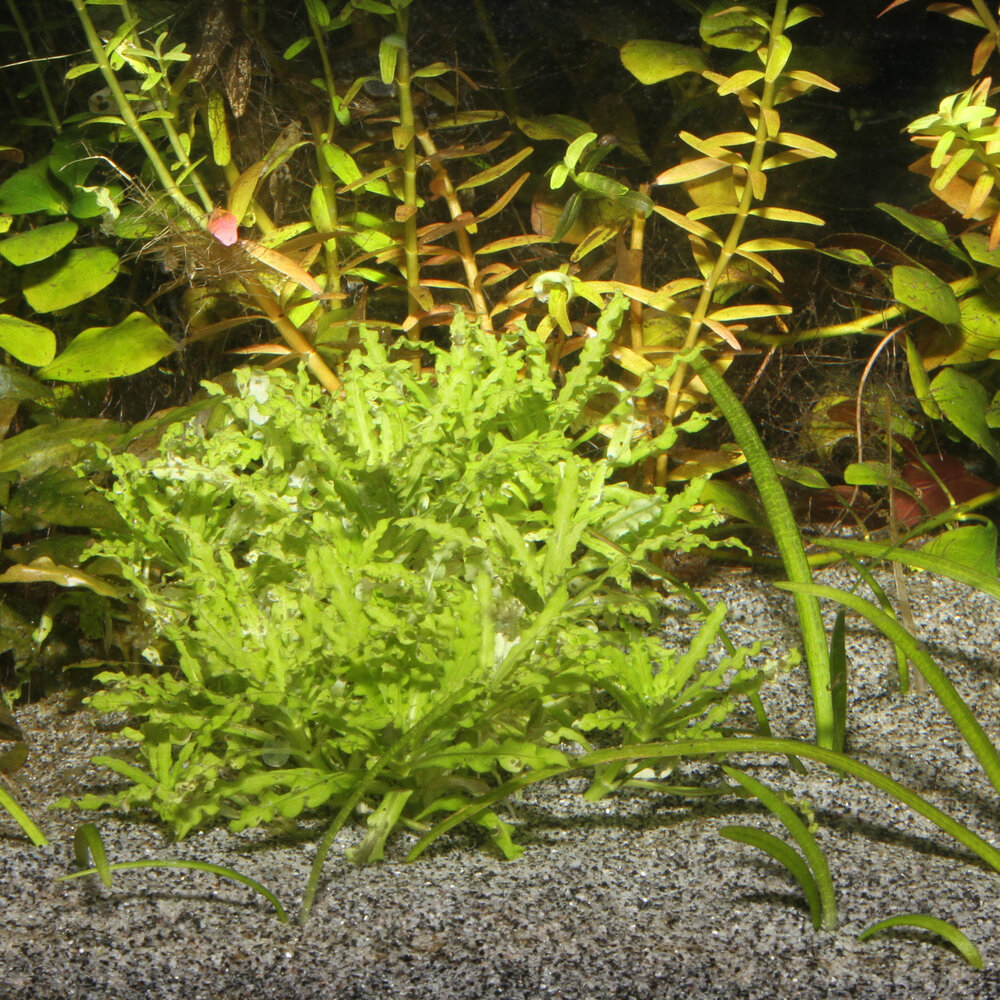 JBL Sansibar Grau 5kg JBL Sansibar Grau 5kg