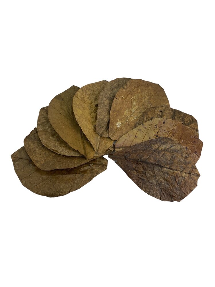 JBL Catappa XL 10 St. JBL Catappa XL 10 St.