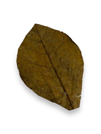 JBL Catappa XL 10 St. JBL Catappa XL 10 St.