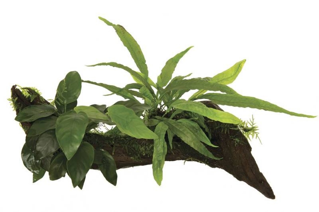 Waterplant Wood Anubias micros & Moos - Klein