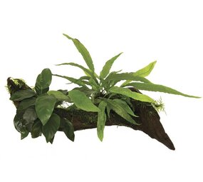 Wasserpflanze Wood Anubias micros & Moos - Klein