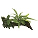 Wasserpflanze Wood Anubias micros & Moos - Klein Wasserpflanze Wood Anubias micros & Moos - Klein