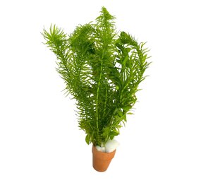 Waterplant Bos Coldwatermix 5cm Topf