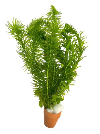 Waterplant Bos Coldwatermix 5cm Topf