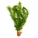 Wasserpflanze Bos Coldwatermix 5cm Topf Wasserpflanze Bos Coldwatermix 5cm Topf