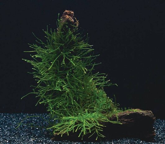 Waterplant Wald Vesicularia Dubyana