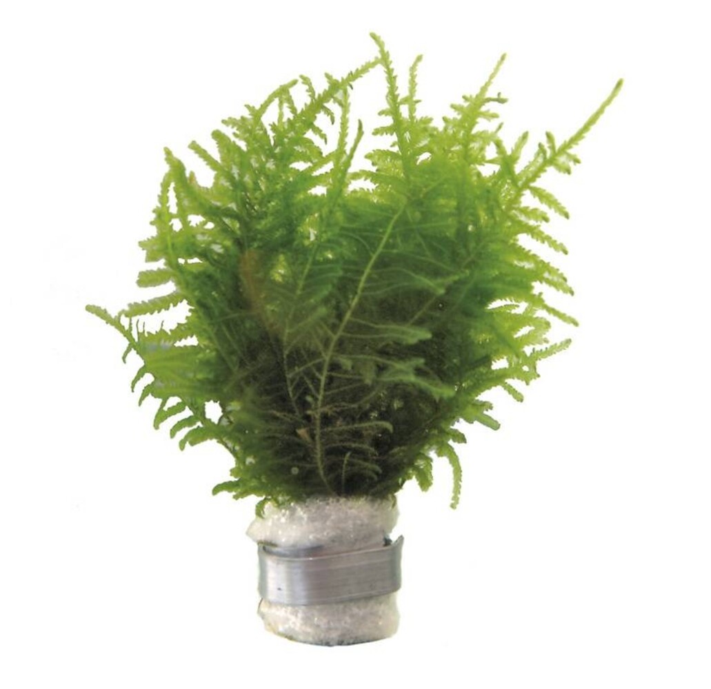 Wasserpflanze Wald Vesicularia Dubyana Wasserpflanze Wald Vesicularia Dubyana