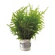 Wasserpflanze Wald Vesicularia Dubyana Wasserpflanze Wald Vesicularia Dubyana