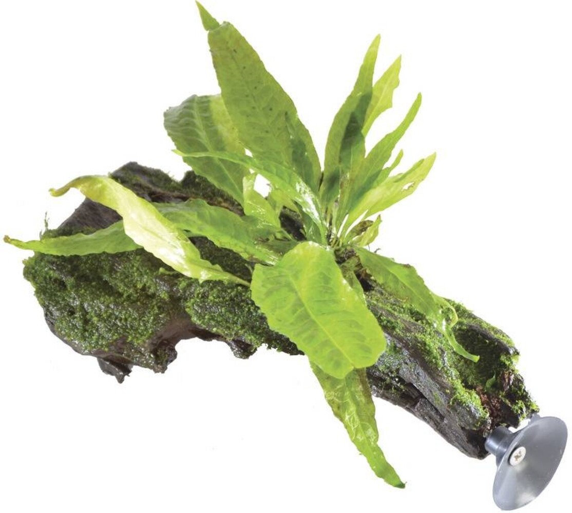 Waterplant Microsorium Pteropus auf Treibholz