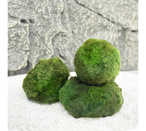 Wasserpflanze Moosball Chladoflora XXL 7-9cm