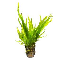 Waterplant Microsorium Pteropus