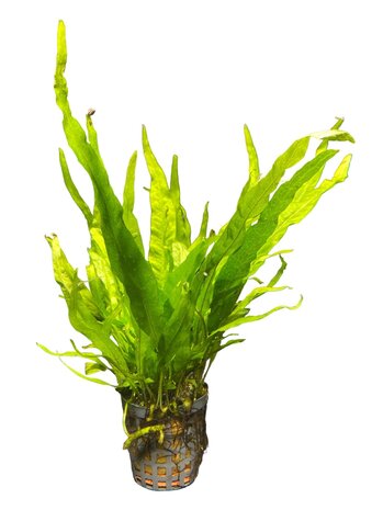 Waterplant Microsorium Pteropus