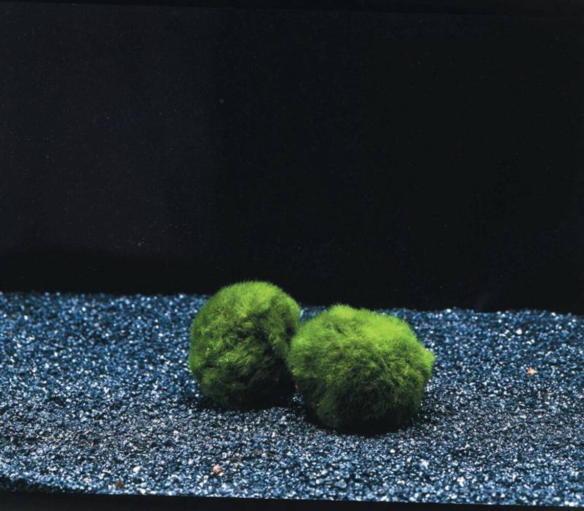 Wasserpflanze Moosball Chladoflora XXL 7-9cm Wasserpflanze Moosball Chladoflora XXL 7-9cm