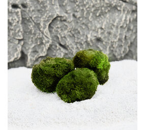 Wasserpflanze Moosball Chladoflora M 3-4cm