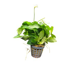 Wasserpflanze Anubias Nana