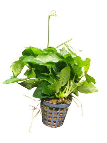 Wasserpflanze Anubias Nana Wasserpflanze Anubias Nana