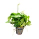 Wasserpflanze Anubias Nana Wasserpflanze Anubias Nana