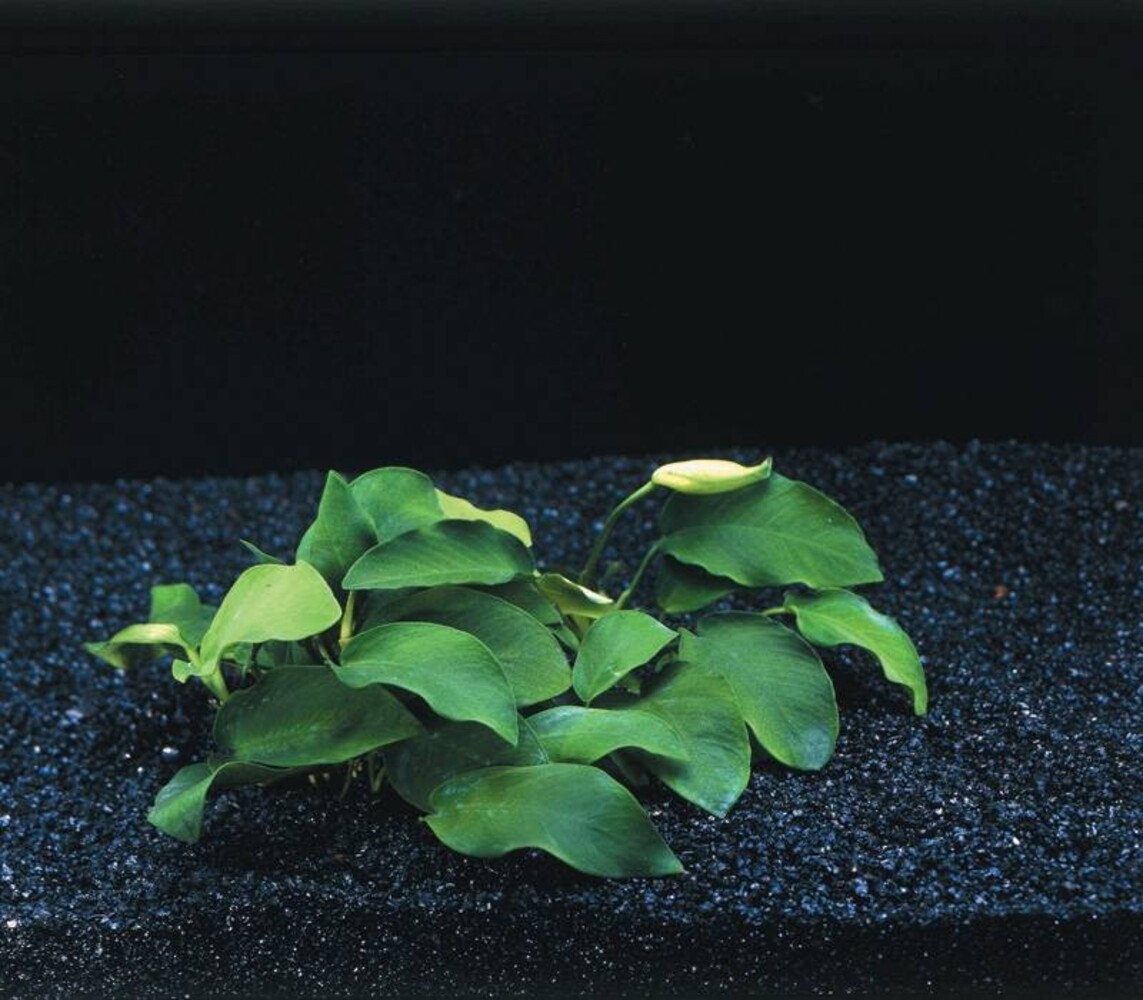Wasserpflanze Anubias Nana Wasserpflanze Anubias Nana