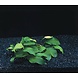 Wasserpflanze Anubias Nana Wasserpflanze Anubias Nana