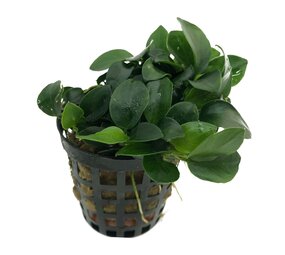 Waterplant Anubias Nana Bonzai Waterplant Anubias Nana Bonzai