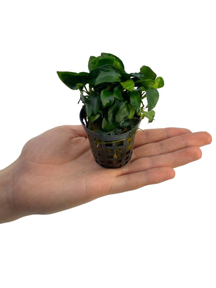 Wasserpflanze Anubias Nana Bonzai