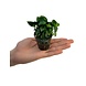 Wasserpflanze Anubias Nana Bonzai