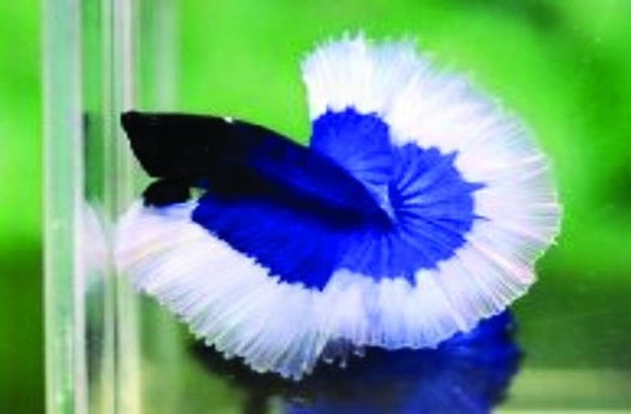 Hikari Betta Biogold 20 Gramm Hikari Betta Biogold 20 Gramm