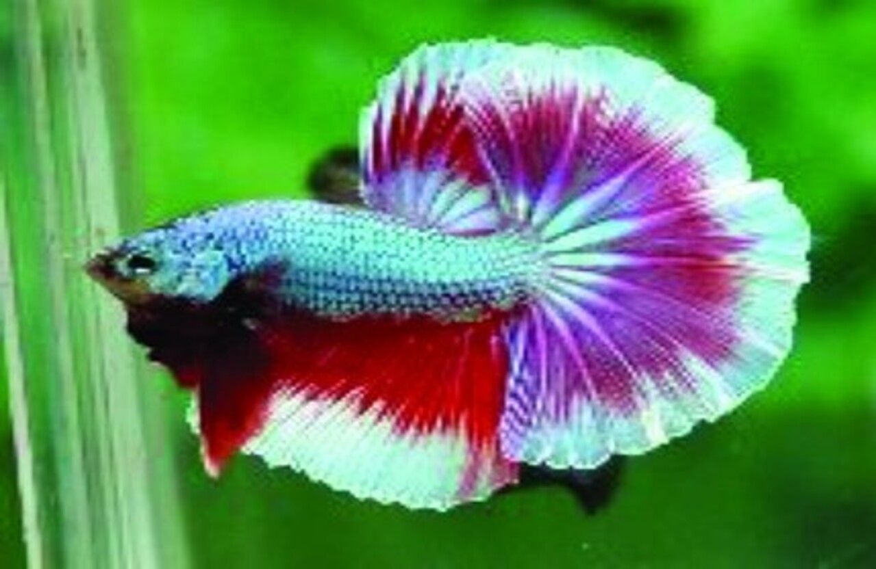 Hikari Betta Biogold 20 Gramm Hikari Betta Biogold 20 Gramm