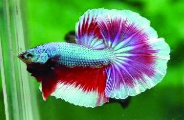 Hikari Betta Biogold 20 Gramm Hikari Betta Biogold 20 Gramm