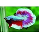 Hikari Betta Biogold 20 Gramm Hikari Betta Biogold 20 Gramm