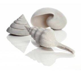 biOrb Meeresmuscheln