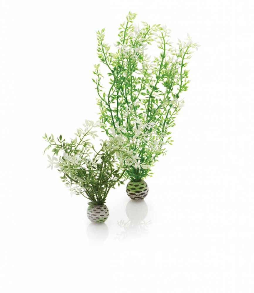 biOrb Easy plants 2x mittel Winterblumen biOrb Easy plants 2x mittel Winterblumen