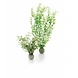 biOrb Easy plants 2x mittel Winterblumen biOrb Easy plants 2x mittel Winterblumen