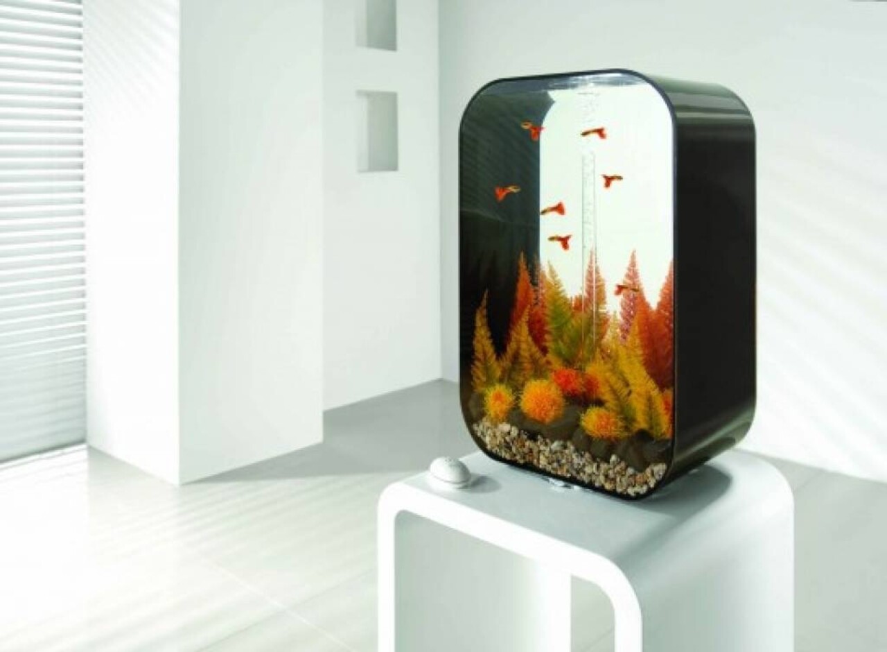 biOrb Easy plants 2x mittel Herbstfarn biOrb Easy plants 2x mittel Herbstfarn