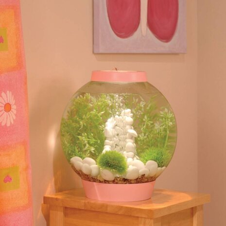 biOrb Easy plants 2x mittel Winterblumen biOrb Easy plants 2x mittel Winterblumen