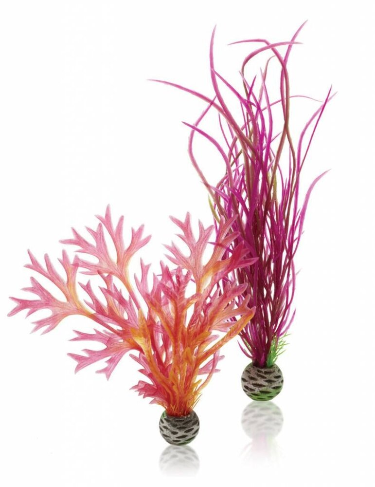 biOrb Easy plant 2x mittelrot/rosa biOrb Easy plant 2x mittelrot/rosa