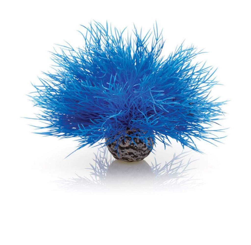 biOrb Sea lily blau