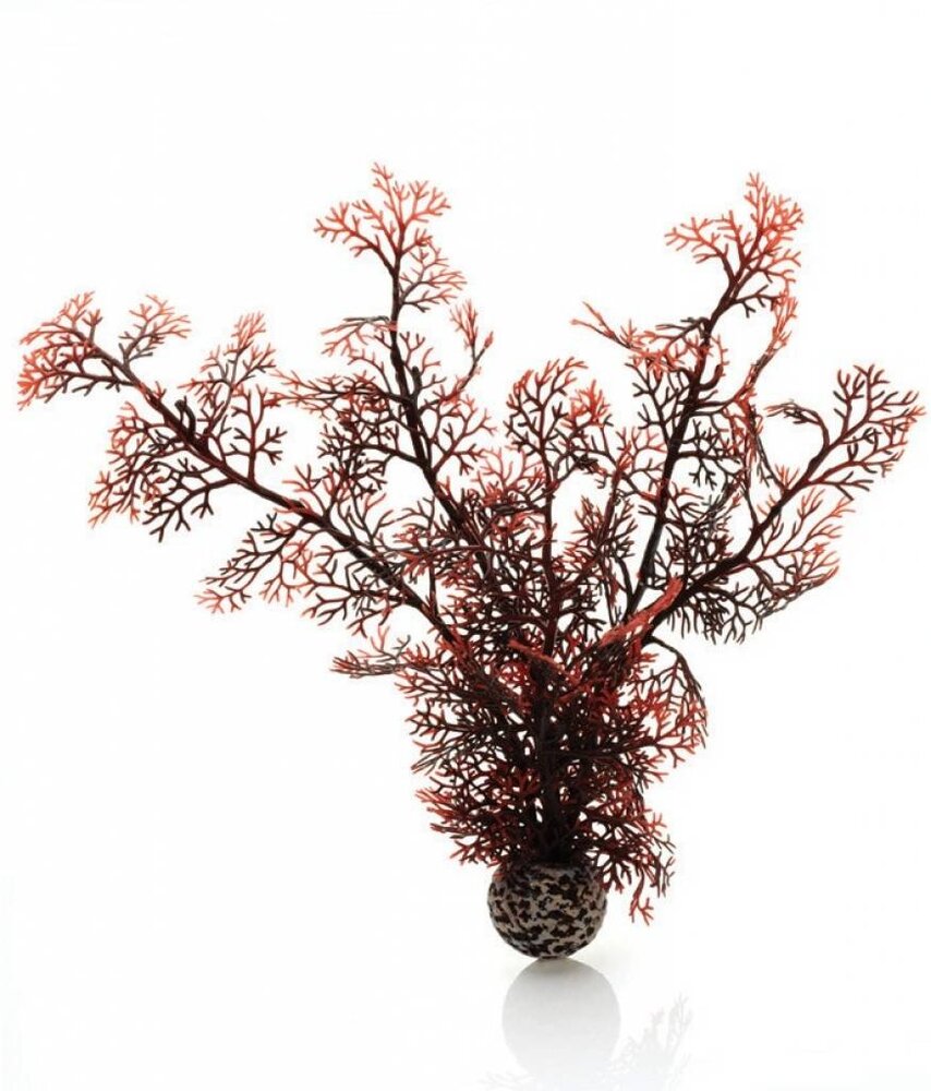 biOrb Seeigel Koralle Crimson Medium 30cm