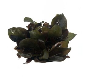 Waterplant Echinodorus Reni in vitro Schale