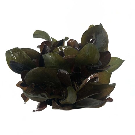 Waterplant Echinodorus Reni in vitro Schale