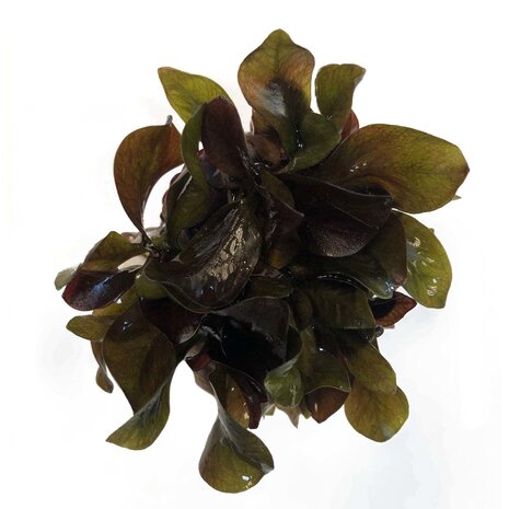 Waterplant Echinodorus Reni in vitro Schale