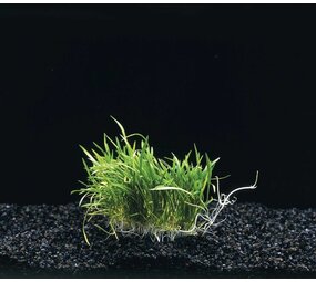 Wasserpflanze Lileaopsis Novae-Zelandiae auf Matte