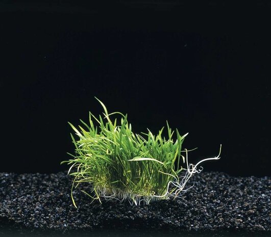 Wasserpflanze Lileaopsis Novae-Zelandiae auf Matte Wasserpflanze Lileaopsis Novae-Zelandiae auf Matte
