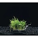 Wasserpflanze Lileaopsis Novae-Zelandiae auf Matte Wasserpflanze Lileaopsis Novae-Zelandiae auf Matte