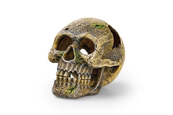 Eden Schädel Dekoration Ornament