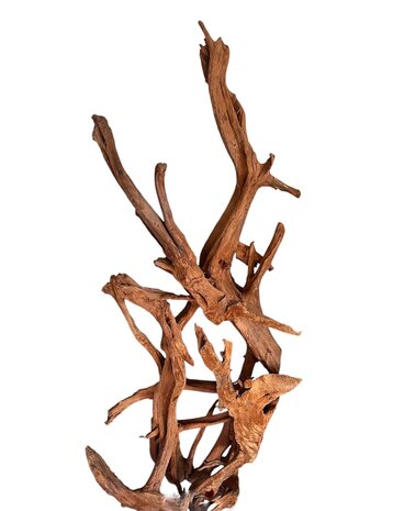 AQXL Selected Mangrovenholz XXL 120-170cm NR1